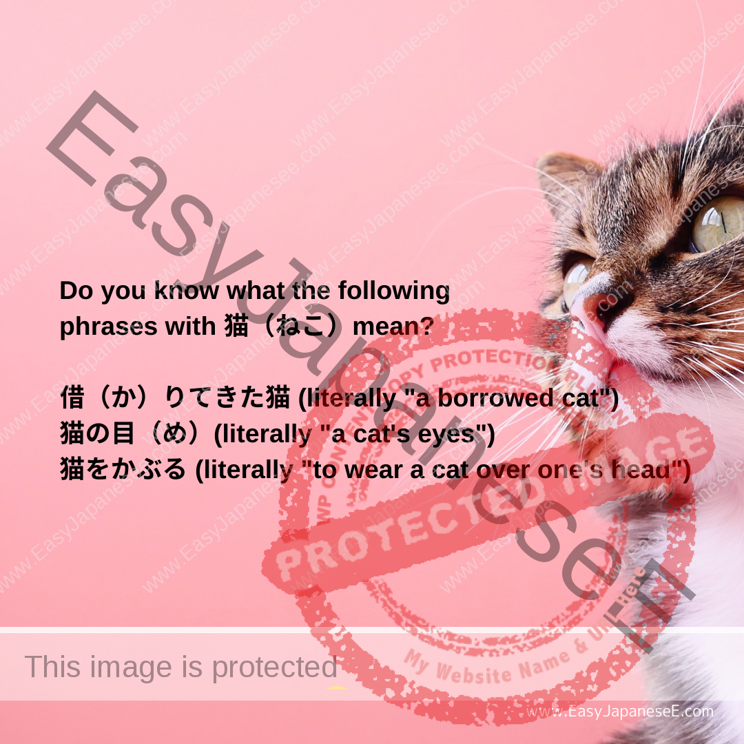 Common expressions with ねこ (cat)